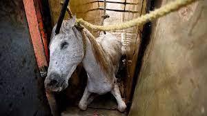 Sobre los señalamientos y persecución actual del sacrificio animal en las prácticas religiosas en Venezuela. Los grandes inmoladores están fuera de la lupa.