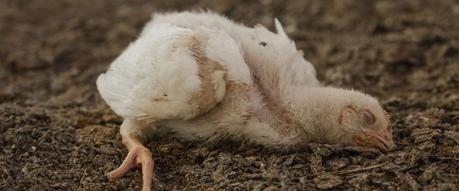 Sobre los señalamientos y persecución actual del sacrificio animal en las prácticas religiosas en Venezuela. Los grandes inmoladores están fuera de la lupa.