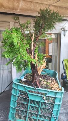 Proyecto THUYA Proyecto THUYA