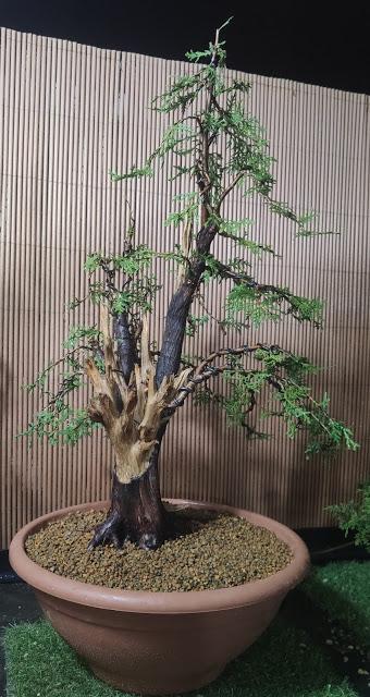 Proyecto THUYA Proyecto THUYA