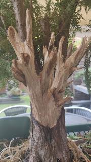 Proyecto THUYA Proyecto THUYA