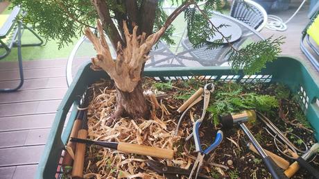 Proyecto THUYA Proyecto THUYA