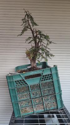 Proyecto THUYA Proyecto THUYA