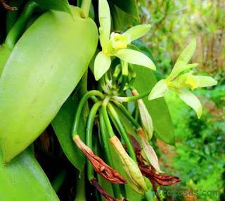 10 beneficios de la vainilla para tu salud