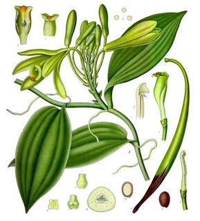 10 beneficios de la vainilla para tu salud