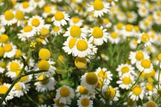 25 plantas medicinales que debes de conocer