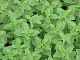 25 plantas medicinales que debes de conocer