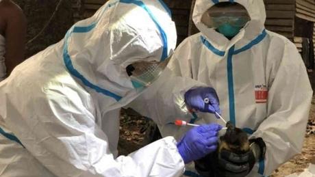 OMS: Informe concluye que es “poco probable” que el Covid-19 se escapara de un laboratorio OMS: Informe concluye que es “poco probable” que el Covid-19 se escapara de un laboratorio