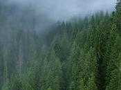 Ecosistemas (II) Bosque nublado