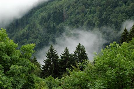 Ecosistemas (II) Bosque nublado