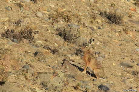 Piedra Parada (Navidad  2020)