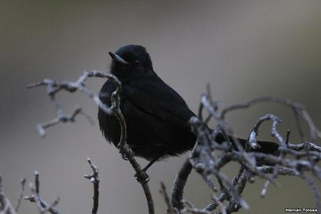 Piedra Parada (Navidad  2020)