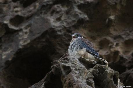 Piedra Parada (Navidad  2020)