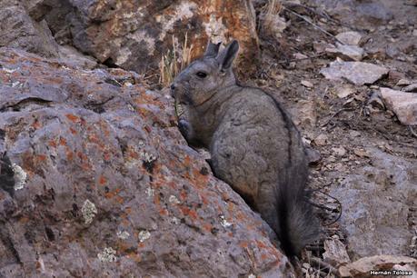 Piedra Parada (Navidad  2020)