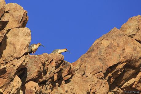 Piedra Parada (Navidad  2020)