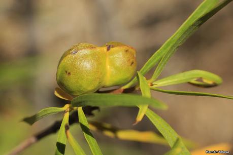 Piedra Parada (Navidad  2020)