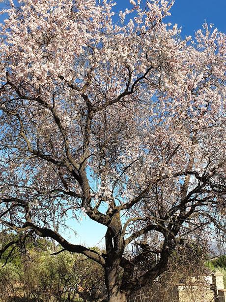 Primavera en Alcoy 2021