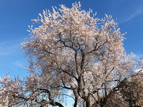 Primavera en Alcoy 2021