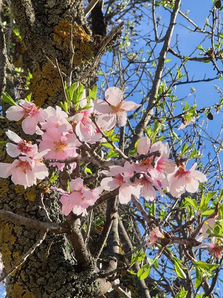 Primavera en Alcoy 2021
