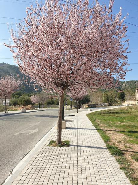 Primavera en Alcoy 2021