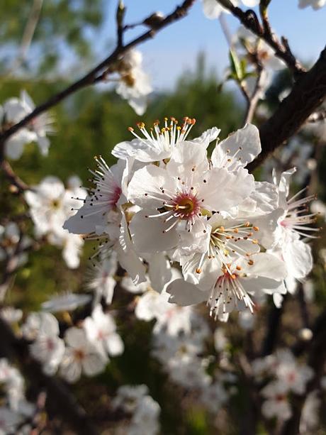 Primavera en Alcoy 2021