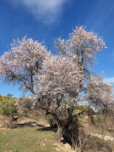 Primavera en Alcoy 2021