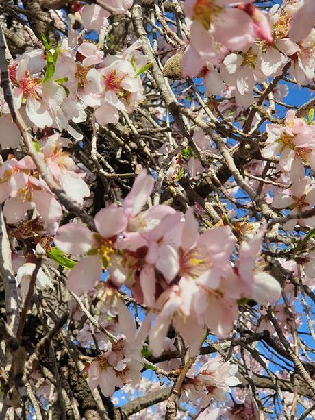 Primavera en Alcoy 2021