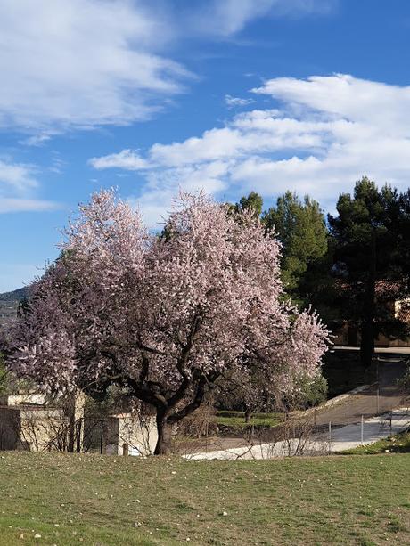 Primavera en Alcoy 2021