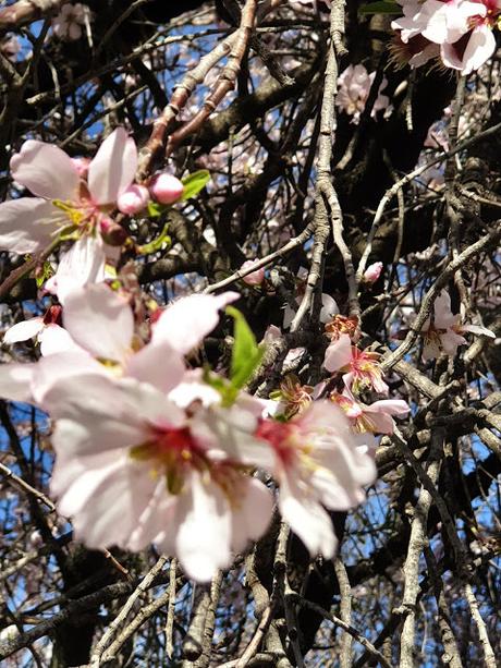 Primavera en Alcoy 2021