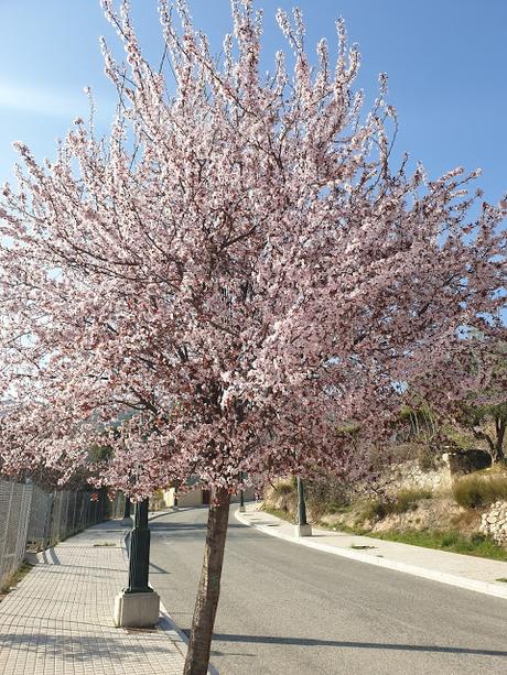 Primavera en Alcoy 2021