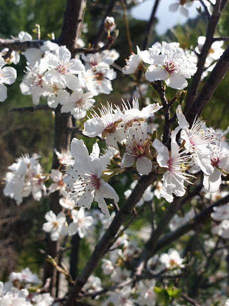 Primavera en Alcoy 2021