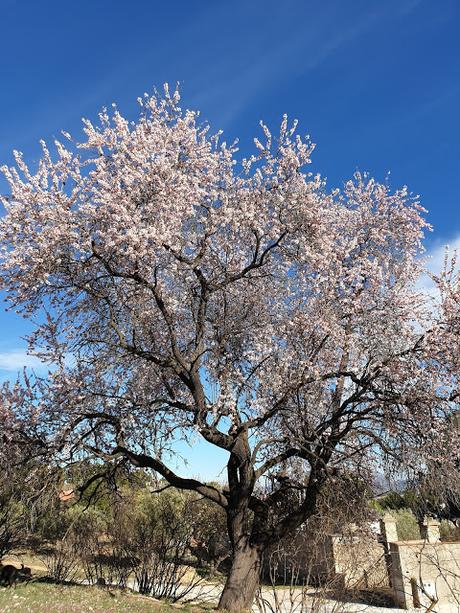 Primavera en Alcoy 2021