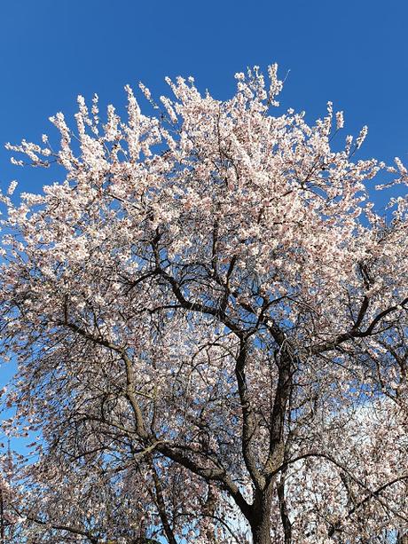 Primavera en Alcoy 2021
