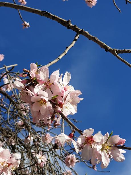 Primavera en Alcoy 2021