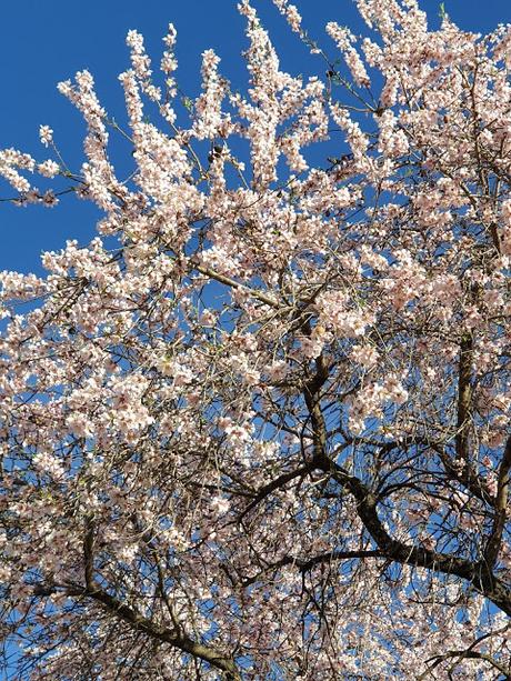 Primavera en Alcoy 2021