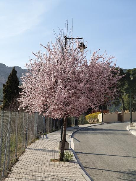 Primavera en Alcoy 2021