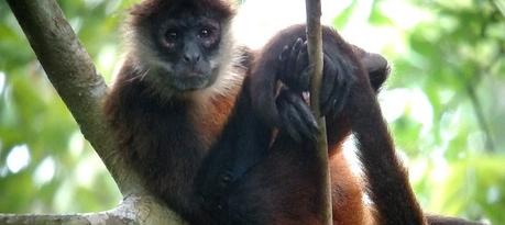 La rica y variada fauna de Costa Rica