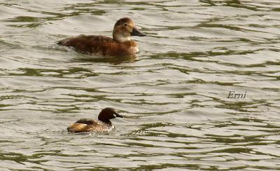 ME HUELE A GARZA IMPERIAL