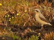 huele garza imperial