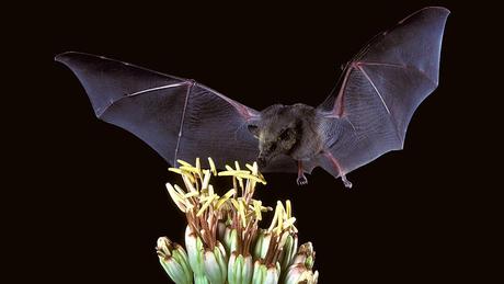 No culpes a los murcielagos