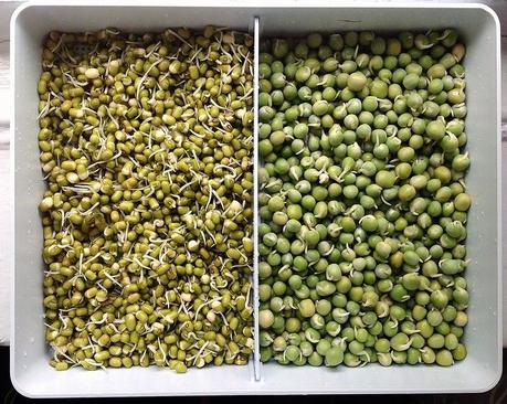 Cómo hacer germinados en casa Germinados caseros de frijoles mungo y de guisantes