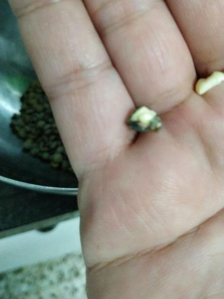 Cómo hacer germinados en casa Germinando lentejas en casa, paso 4: Se quitan las lentejas partidas o malas