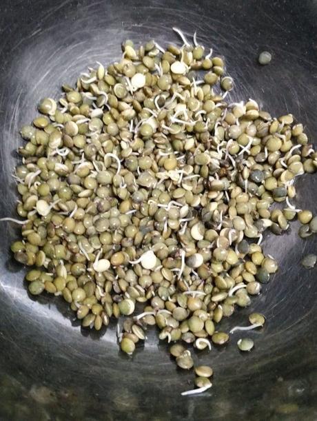 Cómo hacer germinados en casa Germinando lentejas en casa: 24 horas después