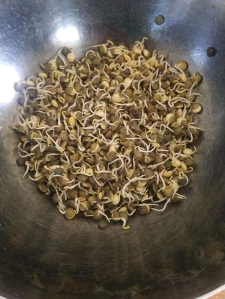 Cómo hacer germinados en casa Germinando lentejas en casa: 36 horas después
