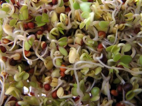 Las propiedades nutricionales de los germinados son unos de sus mayores beneficios.