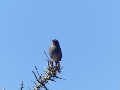 El rey del matorral