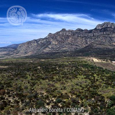 Ecosistema (III) Bosques templados