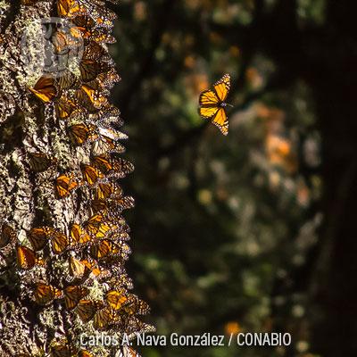 Ecosistema (III) Bosques templados