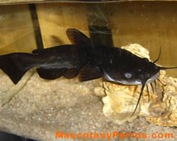 Fotos de peces gatos  