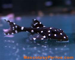 Fotos de peces gatos  